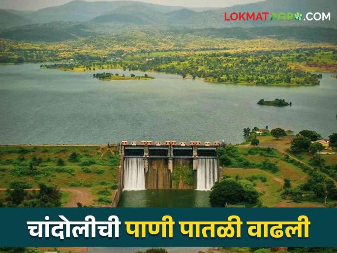 Rapid increase in the water storage of the flood dam in Chandoli area | चांदोली परिसरात अतिवृष्टी धरणाच्या पाणी साठ्यामध्ये झपाट्याने वाढ Rapid increase in the water storage of the flood dam in Chandoli area | चांदोली परिसरात अतिवृष्टी धरणाच्या पाणी साठ्यामध्ये झपाट्याने वाढ