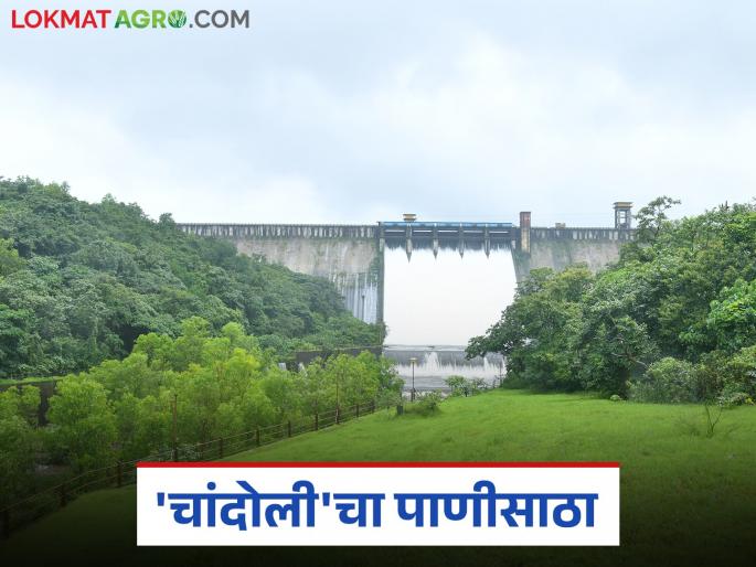 How much water is stored in the catchment area of this dam, which receives the highest rainfall in Maharashtra? | महाराष्ट्रात सर्वाधिक पाऊस पडणाऱ्या 'या' धरण पाणलोट क्षेत्रात किती पाणीसाठा? How much water is stored in the catchment area of this dam, which receives the highest rainfall in Maharashtra? | महाराष्ट्रात सर्वाधिक पाऊस पडणाऱ्या 'या' धरण पाणलोट क्षेत्रात किती पाणीसाठा?