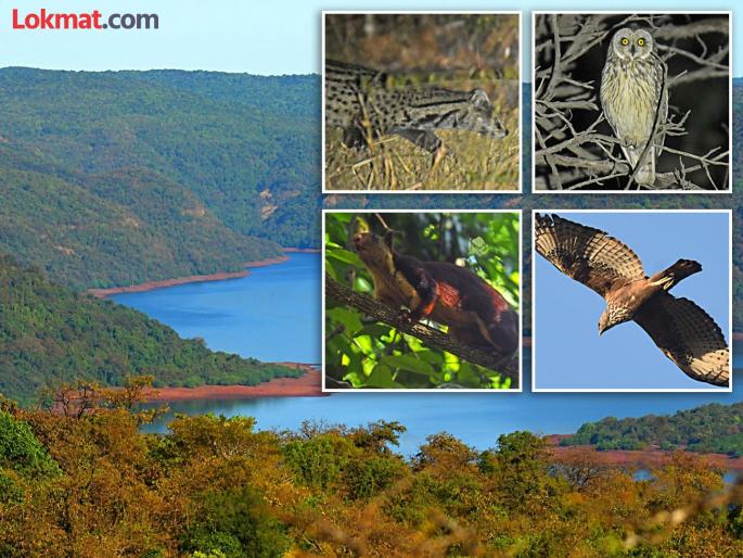 Rich biodiversity in Chandoli wild animals roam freely in the forest | चांदोलीमध्ये जैवविविधतेची श्रीमंती, जंगलात वन्यजीवांची निर्धास्त भ्रमंती Rich biodiversity in Chandoli wild animals roam freely in the forest | चांदोलीमध्ये जैवविविधतेची श्रीमंती, जंगलात वन्यजीवांची निर्धास्त भ्रमंती