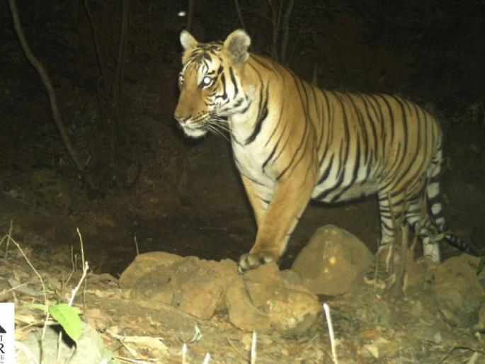 Now the fear of 'Raiba' and 'Sardar' in Radhanagar! Forest Department confirms the existence of two male tigers | राधानगरीत आता 'रायबा' आणि 'सरदार'चा दरारा! दोन नर वाघांच्या अस्तित्वावर वनविभागाचे शिक्कामोर्तब Now the fear of 'Raiba' and 'Sardar' in Radhanagar! Forest Department confirms the existence of two male tigers | राधानगरीत आता 'रायबा' आणि 'सरदार'चा दरारा! दोन नर वाघांच्या अस्तित्वावर वनविभागाचे शिक्कामोर्तब
