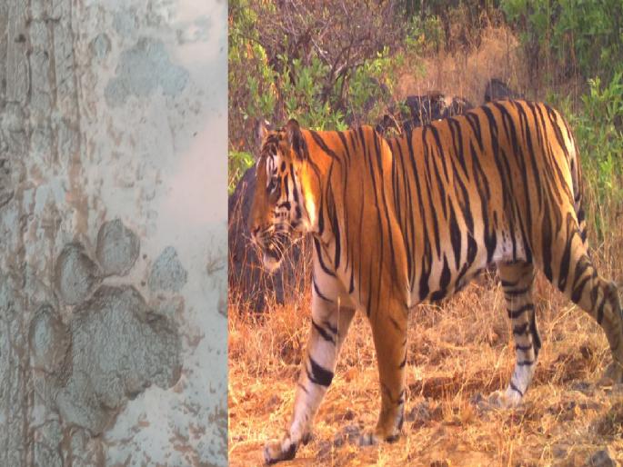 Tiger footprints found near human settlement near Khundlapur in Chandoli Sanctuary sangli | Sangli: चांदोलीत वाघाची डरकाळी; खुंदलापूर परिसरात आढळले ठसे Tiger footprints found near human settlement near Khundlapur in Chandoli Sanctuary sangli | Sangli: चांदोलीत वाघाची डरकाळी; खुंदलापूर परिसरात आढळले ठसे