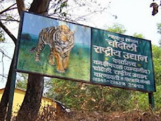 Khundlapur, Dhangarwadi villages will be excluded from Chandoli Tiger Reserve in sangli, Forest Minister assured in the Legislative Assembly | Sangli: चांदोली व्याघ्र प्रकल्पातून खुंदलापूर, धनगरवाडी गावे वगळणार, वनमंत्र्यांनी विधानसभेत दिले आश्वासन Khundlapur, Dhangarwadi villages will be excluded from Chandoli Tiger Reserve in sangli, Forest Minister assured in the Legislative Assembly | Sangli: चांदोली व्याघ्र प्रकल्पातून खुंदलापूर, धनगरवाडी गावे वगळणार, वनमंत्र्यांनी विधानसभेत दिले आश्वासन