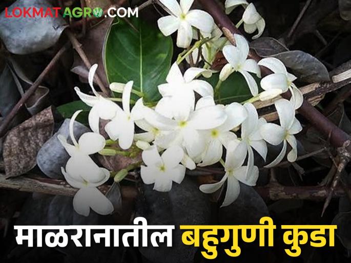 Latest News Kuda herb found in Tadoba Tiger Reserve also use in mill see details | माळरानातील बहुगुणी कुडा, औषधी वनस्पतीसह जेवणातही वापर, वाचा सविस्तर Latest News Kuda herb found in Tadoba Tiger Reserve also use in mill see details | माळरानातील बहुगुणी कुडा, औषधी वनस्पतीसह जेवणातही वापर, वाचा सविस्तर