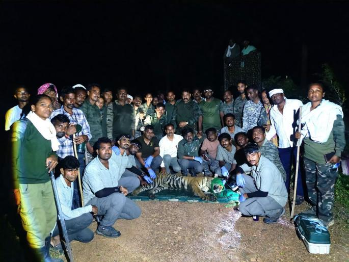 Tigress who killed woman in Somnath Amte Farm area captured | सोमनाथ आमटे फॉर्म परिसरात महिलेचा बळी घेणारी वाघीण जेरबंद