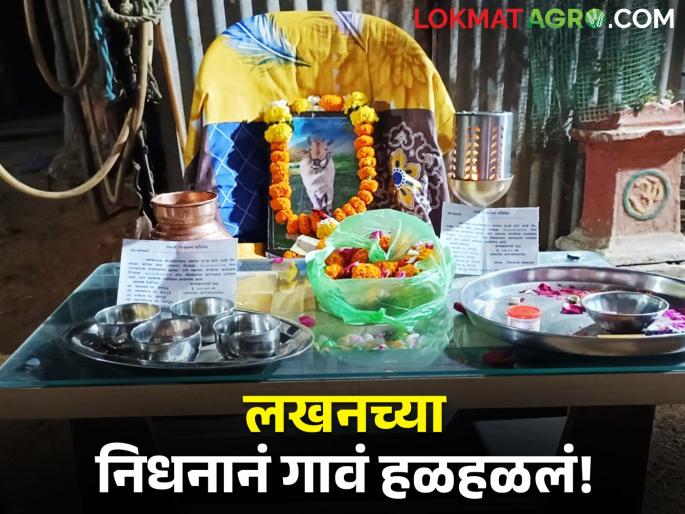 Latest news heartfelt farewell to Bull who has been with you for 22 years in chandrapur | बैलाविषयी अनोखं प्रेम! २२ वर्षांची साथ एका क्षणांत तुटली, 'लखन'चा निधनाने गाव हळहळलं! 