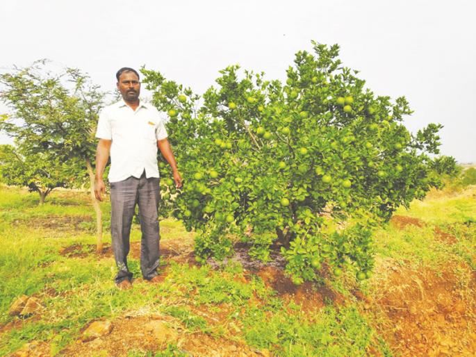 Success stories; The quantity of organic manure, the success story of the pods | यशोगाथा; मात्रा सेंद्रिय खताची, यशोगाथा भरगच्च शेवग्याची