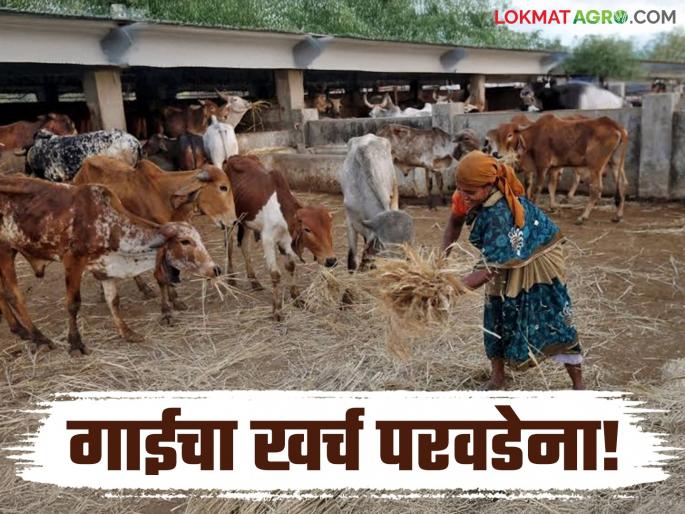 Latest News Agriculture News subsidy of Rs 50 does not even provide fodder for cows, see details | Agriculture News : 50 रुपये अनुदानात गायींना चाराही येत नाही, गोशाळा जगवायच्या कशा?  Latest News Agriculture News subsidy of Rs 50 does not even provide fodder for cows, see details | Agriculture News : 50 रुपये अनुदानात गायींना चाराही येत नाही, गोशाळा जगवायच्या कशा?