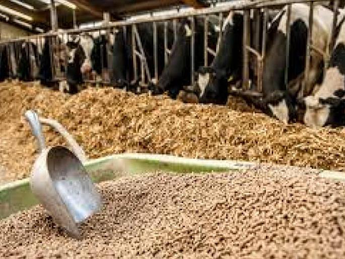 36 thousand tons of fertilizer for 11 lakh livestock Daily requirement of 3462 mt of fodder | ११ लाख पशुधनाला ३६ हजार मे.टन वैरणची तूट; रोज ३४६२ मे.टन चाऱ्याची गरज 36 thousand tons of fertilizer for 11 lakh livestock Daily requirement of 3462 mt of fodder | ११ लाख पशुधनाला ३६ हजार मे.टन वैरणची तूट; रोज ३४६२ मे.टन चाऱ्याची गरज