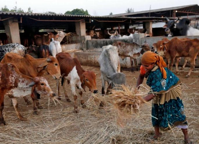 Over one crore animals disrupted due to drought in the state | राज्यात एक कोटीहून अधिक पशुधन दुष्काळाने बाधित
