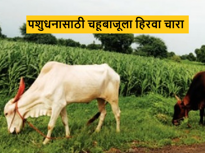 Latest News Agriculture News Green grass fodder available for livestock farmers animals | Agriculture News : जनावरांसाठी चाऱ्याची चिंता मिटली, डोंगर अन् माळरान गवताने हिरवेगार Latest News Agriculture News Green grass fodder available for livestock farmers animals | Agriculture News : जनावरांसाठी चाऱ्याची चिंता मिटली, डोंगर अन् माळरान गवताने हिरवेगार