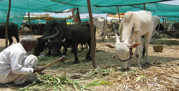 Ask the Commissioner regarding the action in the camp case | छावणी प्रकरणात कारवाईसंदर्भात आयुक्तांकडून प्रशासनाला विचारणा Ask the Commissioner regarding the action in the camp case | छावणी प्रकरणात कारवाईसंदर्भात आयुक्तांकडून प्रशासनाला विचारणा