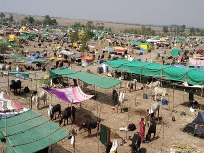 'Feeding of fodder for BJP-Shiv Sena workers' | 'चारा छावण्या भाजप-शिवसेना कार्यकर्त्यांसाठी कुरण'