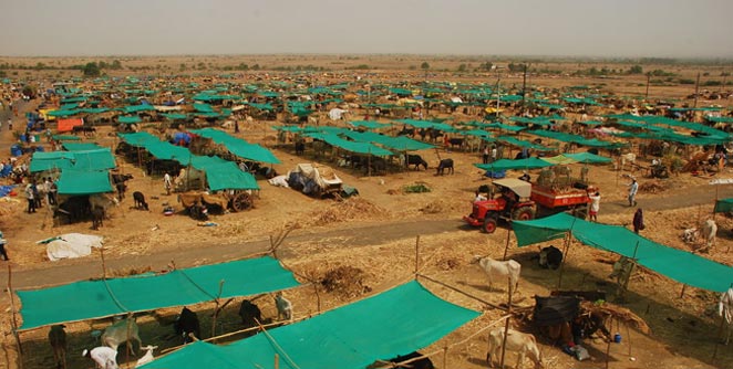 Even after clearing half of the fodder camps are started in Beed District | बीड जिल्ह्यात मंजुरीनंतरही निम्म्याच चारा छावण्या सुरू Even after clearing half of the fodder camps are started in Beed District | बीड जिल्ह्यात मंजुरीनंतरही निम्म्याच चारा छावण्या सुरू