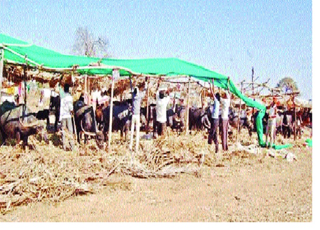 Fodder camps are proposed in Tasgaon taluka | चारा छावण्या प्रस्तावांची तासगाव तालुक्यात वानवा  Fodder camps are proposed in Tasgaon taluka | चारा छावण्या प्रस्तावांची तासगाव तालुक्यात वानवा
