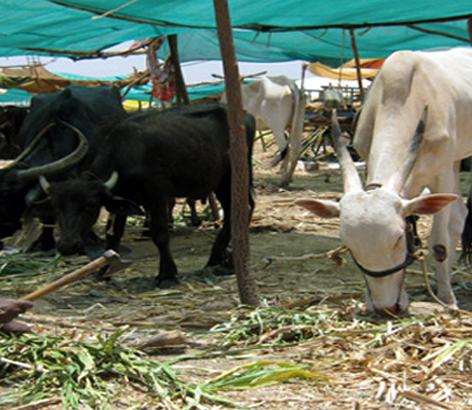 In the Nagar district, the animals have eaten Rs. 317 crore fodder, suspected of misconduct | नगर जिल्ह्यात जनावरांनी खाल्ला ३१७ कोटीचा चारा, गैरव्यवहार झाल्याचा संशय In the Nagar district, the animals have eaten Rs. 317 crore fodder, suspected of misconduct | नगर जिल्ह्यात जनावरांनी खाल्ला ३१७ कोटीचा चारा, गैरव्यवहार झाल्याचा संशय