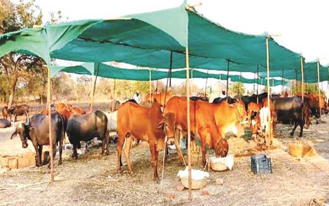 Granted fodder camps in Gulwanch, Aadwadi | गुळवंच, आडवाडीत चारा छावण्या मंजूर Granted fodder camps in Gulwanch, Aadwadi | गुळवंच, आडवाडीत चारा छावण्या मंजूर
