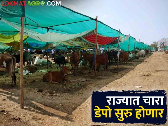 Chara Depo enough fodder in the state till July 15; This is a big decision taken by the government | Chara Depo राज्यात १५ जुलैपर्यंत पुरेल एवढा चारा; शासनाने घेतला हा मोठा निर्णय