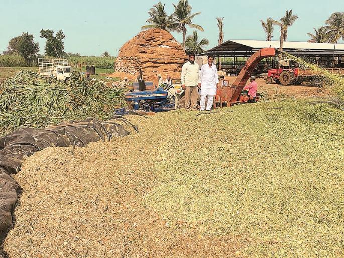 'Murghas' project for animals implemented successfully in Kolhapur | कोल्हापुरात शेतकऱ्याने राबवला जनावरांसाठी बारमाही सकस ‘मुरघास’ प्रकल्प 'Murghas' project for animals implemented successfully in Kolhapur | कोल्हापुरात शेतकऱ्याने राबवला जनावरांसाठी बारमाही सकस ‘मुरघास’ प्रकल्प