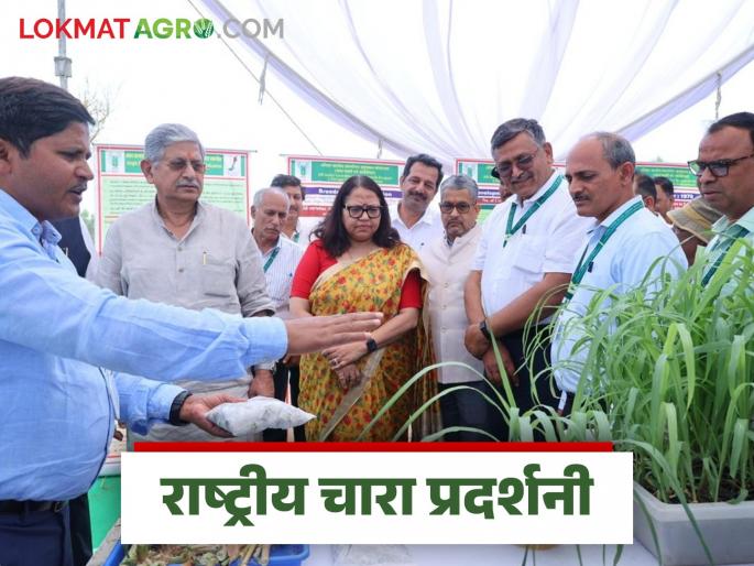 Latest News Efforts are being made to produce fodder on 10 crore hectares of barren land in the country, read in detail | Fodder Production : देशातील 10 कोटी हेक्टर नापीक जमिनीवर चारा निर्मितीसाठी प्रयत्न, वाचा सविस्तर  Latest News Efforts are being made to produce fodder on 10 crore hectares of barren land in the country, read in detail | Fodder Production : देशातील 10 कोटी हेक्टर नापीक जमिनीवर चारा निर्मितीसाठी प्रयत्न, वाचा सविस्तर