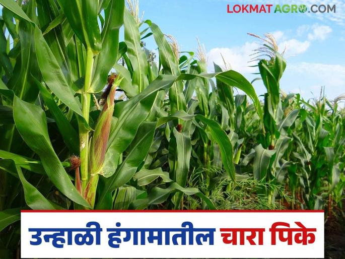 Latest News Grow fodder crops of sorghum, millet, and maize in the summer season see details | Fodder Crops : उन्हाळी हंगामात 'ही' चारा पिके घ्या, अधिक उत्पादन मिळवा!  Latest News Grow fodder crops of sorghum, millet, and maize in the summer season see details | Fodder Crops : उन्हाळी हंगामात 'ही' चारा पिके घ्या, अधिक उत्पादन मिळवा!