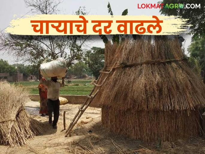 Latest News Chara Bajarbhav fodder rate become expensive, see chara market price Read in detail | Chara Bajarbhav : उन्हाळ्याची चाहूल, चाराही महागला, किती रुपयांनी भाव वाढले? वाचा सविस्तर Latest News Chara Bajarbhav fodder rate become expensive, see chara market price Read in detail | Chara Bajarbhav : उन्हाळ्याची चाहूल, चाराही महागला, किती रुपयांनी भाव वाढले? वाचा सविस्तर