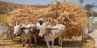 Fodder scarcity in Risod taluka; cattle hungry | रिसोड तालुक्यात चाराटंचाई; पशुपालक त्रस्त ! Fodder scarcity in Risod taluka; cattle hungry | रिसोड तालुक्यात चाराटंचाई; पशुपालक त्रस्त !