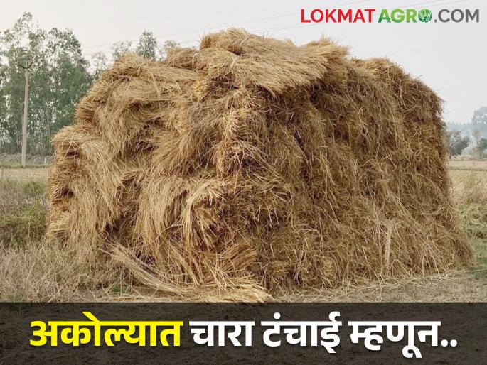 Latest News Prohibition on transportation of fodder outside Akola district by collector order | अकोल्यात चारा टंचाई, जिल्हाधिकाऱ्यांचा महत्वपूर्ण आदेश, काय आहे आदेश? 