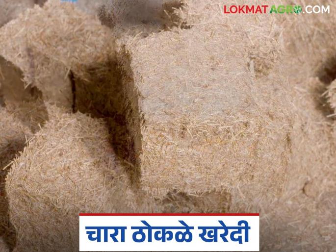 Latest News How to prepare fodder blocks for animals at home and how online order Read in detail | Fodder Block : जनावरांसाठी चारा ठोकळे घरच्या घरी कसे तयार करायचे? वाचा सविस्तर 