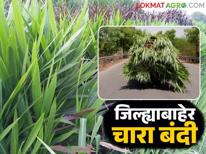 Ban on sale and transportation of fodder outside the district for the next two months; District Collector orders | पुढील दोन महिन्यांसाठी जिल्ह्याबाहेर चारा विक्री व वाहतुकीस बंदी; जिल्हाधिकाऱ्यांचे आदेश Ban on sale and transportation of fodder outside the district for the next two months; District Collector orders | पुढील दोन महिन्यांसाठी जिल्ह्याबाहेर चारा विक्री व वाहतुकीस बंदी; जिल्हाधिकाऱ्यांचे आदेश