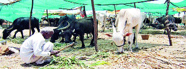 Proposal for fodder depot | चारा डेपो सुरू करण्याचा प्रस्ताव Proposal for fodder depot | चारा डेपो सुरू करण्याचा प्रस्ताव