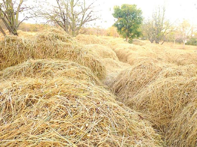 Demand for outside state to be nestled in Nandurbar district | नंदुरबार जिल्ह्यातील चाऱ्याला बाहेरील राज्यात मागणी Demand for outside state to be nestled in Nandurbar district | नंदुरबार जिल्ह्यातील चाऱ्याला बाहेरील राज्यात मागणी