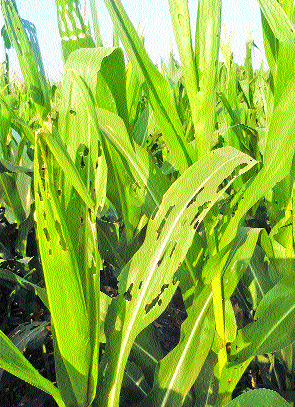 US military aliens attack on mackerel; | मक्यावर अमेरिकन लष्करी अळींचा हल्ला, ऐन दुष्काळात जनावरांच्या चाºयासाठी हाल US military aliens attack on mackerel; | मक्यावर अमेरिकन लष्करी अळींचा हल्ला, ऐन दुष्काळात जनावरांच्या चाºयासाठी हाल