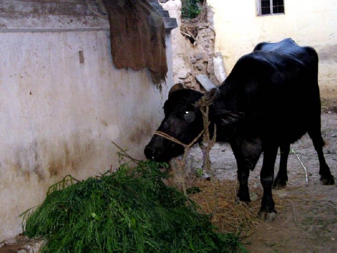 Notice to Forest Department not to auction fodder | गवताचा लिलाव न करण्याच्या वनविभागाला सूचना Notice to Forest Department not to auction fodder | गवताचा लिलाव न करण्याच्या वनविभागाला सूचना