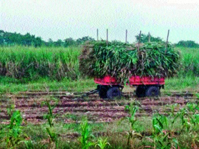 Due to drought, Paddy prices increased | दुष्काळाने उसापेक्षा वाढ्यालाच जास्त गोडी; चाराटंचाईमुळे पेंढीचे भाव वाढले Due to drought, Paddy prices increased | दुष्काळाने उसापेक्षा वाढ्यालाच जास्त गोडी; चाराटंचाईमुळे पेंढीचे भाव वाढले
