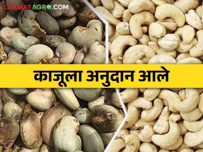 Govt announces subsidy for cashew seeds to cashew farmers in the state, read details | राज्यातील काजू उत्पादक शेतकऱ्यांना काजू बी साठी शासनाकडून अनुदान जाहीर, वाचा सविस्तर Govt announces subsidy for cashew seeds to cashew farmers in the state, read details | राज्यातील काजू उत्पादक शेतकऱ्यांना काजू बी साठी शासनाकडून अनुदान जाहीर, वाचा सविस्तर