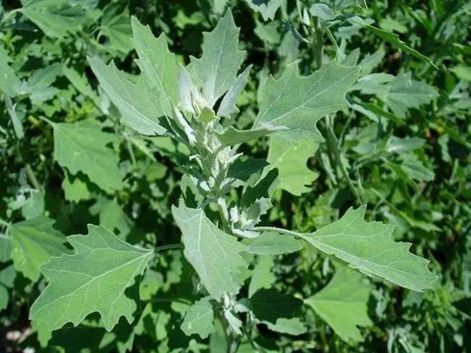 china needs vegetables of chhattisgarh to fight corona by increasing immunity kkg | CoronaVirus: चीनला हवीय भारतातील भाजी; कोरोनाचा सामना करताना वाढवणार रोगप्रतिकारशक्ती