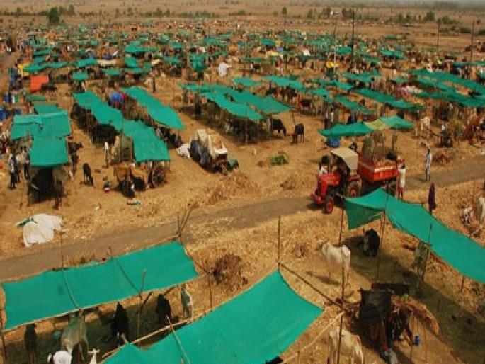 Three cattle killed in a camp in Shirdapur in Pathardi | पाथर्डीतील शिरापूर येथील छावणीत वीज पडून तीन जनावरे ठार Three cattle killed in a camp in Shirdapur in Pathardi | पाथर्डीतील शिरापूर येथील छावणीत वीज पडून तीन जनावरे ठार