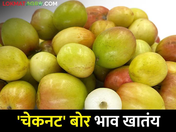 This year, the farmer who will make rich by check nut ber market rate | यंदा 'चेकनट' बोरं करणार शेतकऱ्याला मालामाल This year, the farmer who will make rich by check nut ber market rate | यंदा 'चेकनट' बोरं करणार शेतकऱ्याला मालामाल