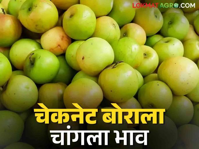Bor Bajar Bhav : Ber season has started, checknet ber getting good price; how much get the price | Bor Bajar Bhav : बोरांचा हंगाम सुरू, चेकनेट बोर खातेय भाव; कसा मिळतोय दर