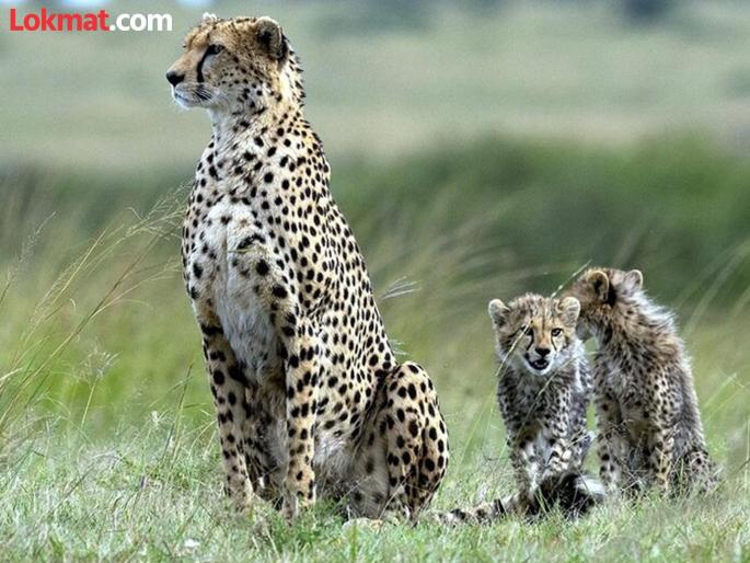 Cheetah Kuno: Two cheetah cubs have died in Kuno National Park, the carcasses covered with wounds | Cheetah Kuno: कुनोतून आली वाईट बातमी! चित्त्याच्या दोन पिलांचा मृत्यू, मृतदेहांवर जखमा  Cheetah Kuno: Two cheetah cubs have died in Kuno National Park, the carcasses covered with wounds | Cheetah Kuno: कुनोतून आली वाईट बातमी! चित्त्याच्या दोन पिलांचा मृत्यू, मृतदेहांवर जखमा