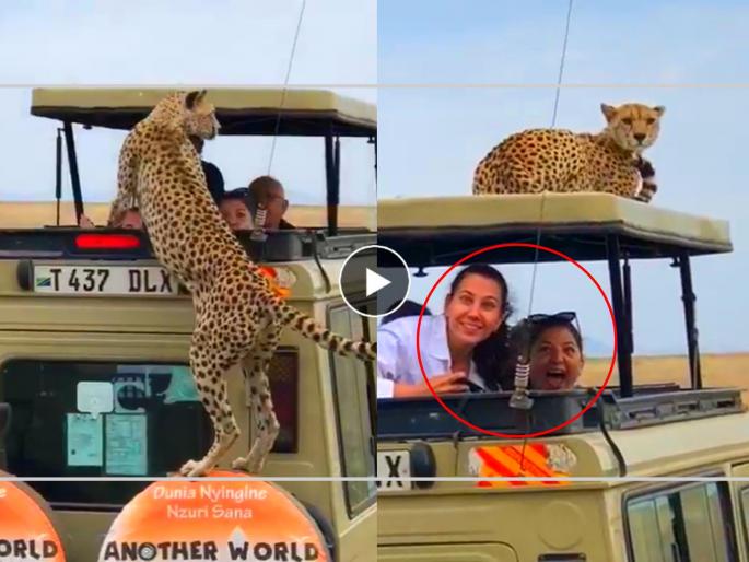 Cheetah enjoys jungle safari on jeep top while tourists clicking pictures wildlife video goes viral on social media | Cheetah Jungle Safari Viral Video: पहावं ते नवलंच! जीपच्या टपावर बसून चित्त्याचीच 'जंगल सफारी'