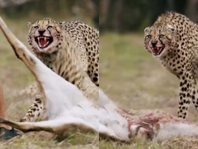 man snatches cheetah's prey from him video goes viral on internet | चित्त्याच्या समोरुन त्याने शिकार ओढत नेली, त्यानंतर जे झालं ते पाहुन अंगावर येईल काटा man snatches cheetah's prey from him video goes viral on internet | चित्त्याच्या समोरुन त्याने शिकार ओढत नेली, त्यानंतर जे झालं ते पाहुन अंगावर येईल काटा