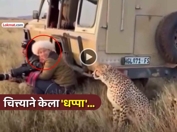 trending video woman was hiding behind jeep taking photos suddenly cheetah came from behind and then what happened viral social media | VIDEO: महिला जीपमागे लपून काढत होती फोटो, अचानक मागून आला चित्ता अन् मग जे झालं... trending video woman was hiding behind jeep taking photos suddenly cheetah came from behind and then what happened viral social media | VIDEO: महिला जीपमागे लपून काढत होती फोटो, अचानक मागून आला चित्ता अन् मग जे झालं...