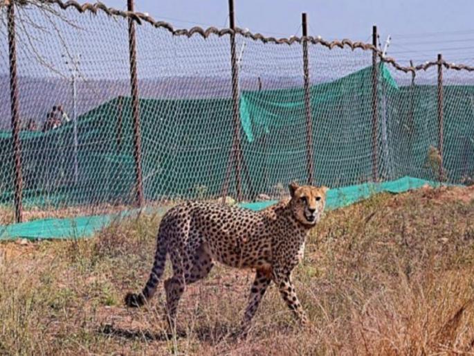 Cheetah Kuno Nation Park, Another female cheetah dies in Kuno National Park; This year the reason is different, know... | कुनो नॅशनल पार्कमध्ये आणखी एका मादी चित्त्याचा मृत्यू; जाणून घ्या कारण... Cheetah Kuno Nation Park, Another female cheetah dies in Kuno National Park; This year the reason is different, know... | कुनो नॅशनल पार्कमध्ये आणखी एका मादी चित्त्याचा मृत्यू; जाणून घ्या कारण...
