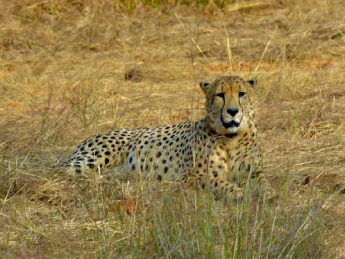 Kuno National Park: Another cheetah dies in Kuno; 8 cheetahs including 3 cubs died in four months | कूनो राष्ट्रीय उद्यानात आणखी एका चित्त्याचा मृत्यू; चार महिन्यात 3 पिलांसह 8 चित्ते दगावले Kuno National Park: Another cheetah dies in Kuno; 8 cheetahs including 3 cubs died in four months | कूनो राष्ट्रीय उद्यानात आणखी एका चित्त्याचा मृत्यू; चार महिन्यात 3 पिलांसह 8 चित्ते दगावले