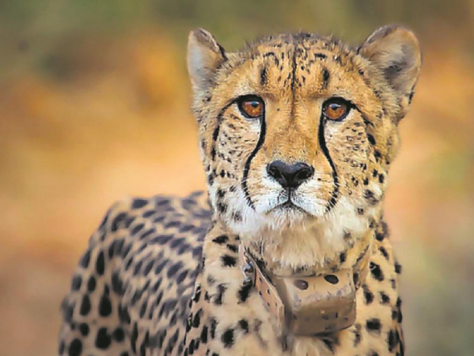 Kuno Cheetah Death : Big revelation from the post mortem of dead 'Dhatri'; Cheetahs contract 'this' fatal infection | चित्त्यांचा मृत्यू 'या' जीवघेण्या संसर्गामुळे, 'धात्री'च्या पोस्टमॉर्टम रिपोर्टमधून खुलासा