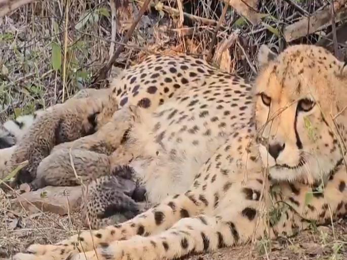 Kuno National Park: Good news from Kuno; The first female cheetah born in India, 'Mukhi', gave birth to 5 cubs | कूनोतून आली गुडन्यूज; भारतात जन्मलेल्या पहिल्या मादी चित्ता ‘मुखी’ने दिला 5 शावकांना जन्म Kuno National Park: Good news from Kuno; The first female cheetah born in India, 'Mukhi', gave birth to 5 cubs | कूनोतून आली गुडन्यूज; भारतात जन्मलेल्या पहिल्या मादी चित्ता ‘मुखी’ने दिला 5 शावकांना जन्म