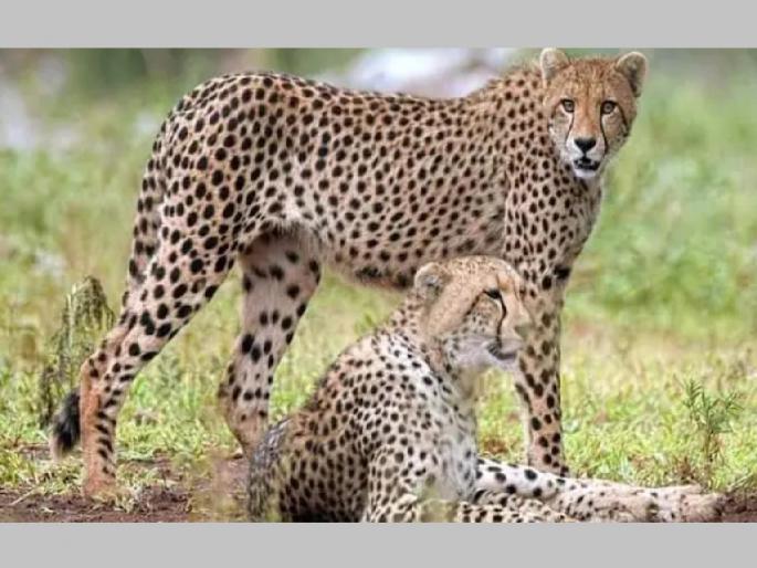 know here the cause of death of cheetah cubs | 'हे' आहे चित्ता शावकांच्या मृत्यूचे कारण...; अभ्यासातील वास्तव know here the cause of death of cheetah cubs | 'हे' आहे चित्ता शावकांच्या मृत्यूचे कारण...; अभ्यासातील वास्तव