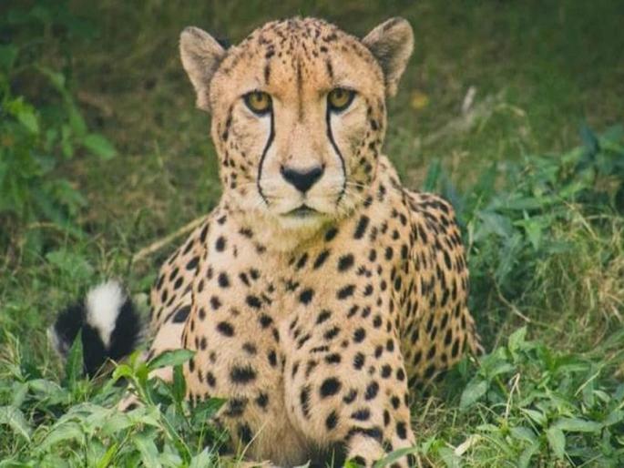 6 cheetahs died in Kuno National Park in two months, heat or lack of nutrition, what is the reason? | कूनो नॅशनल पार्कमध्ये दोन महीन्यांत 6 चित्ते दगावले, उष्णता की पोषणाचा अभाव, कारण काय ? 6 cheetahs died in Kuno National Park in two months, heat or lack of nutrition, what is the reason? | कूनो नॅशनल पार्कमध्ये दोन महीन्यांत 6 चित्ते दगावले, उष्णता की पोषणाचा अभाव, कारण काय ?