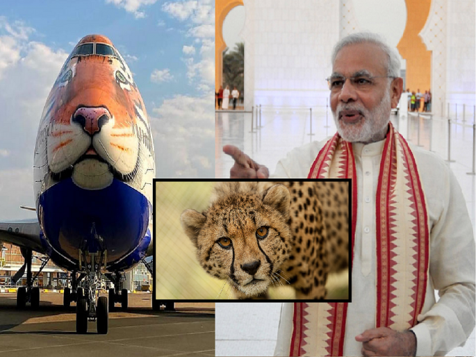 Project Cheetah: India will get cheetahs on PM Modi's birthday, special plane arrives in Namibia | Project Cheetah: PM मोदींच्या वाढदिवशी भारताला मिळणार चित्ते, विशेष विमान नामिबीयात दाखल Project Cheetah: India will get cheetahs on PM Modi's birthday, special plane arrives in Namibia | Project Cheetah: PM मोदींच्या वाढदिवशी भारताला मिळणार चित्ते, विशेष विमान नामिबीयात दाखल